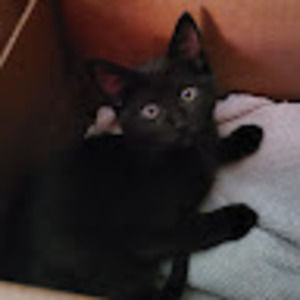 Meet your Posher, Josh